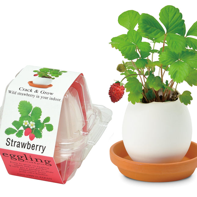SeiShin EG-57 W/Strawberry
