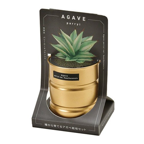 SeiShin GD - 101801 AGAVE - 金色 - Parryi huachucensis - BUYFRIENDLY