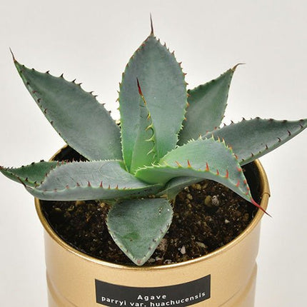 SeiShin GD - 101801 AGAVE - 金色 - Parryi huachucensis - BUYFRIENDLY