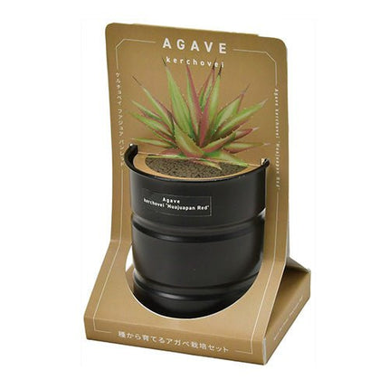 SeiShin GD - 101802 AGAVE - 銀色 - 龍舌蘭 藍色 - BUYFRIENDLY