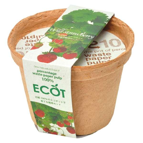 SeiShin GD-410-06 ECOT small - Strawberry (SEI54S-STW-PLT) - BUYFRIENDLY