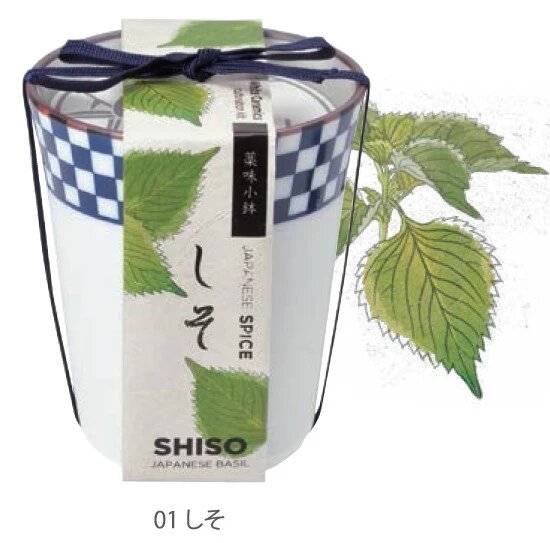 SeiShin GD-758-01 SHISO (SEI73-SHI-75801) - BUYFRIENDLY