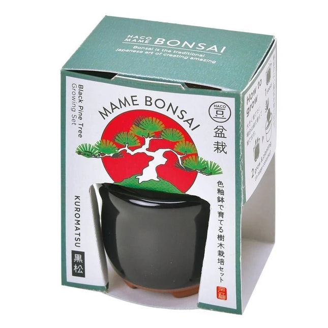 SeiShin GD-96501 HACO MAME Bonsaic - Black Pine (SEI94-BK-98501) - BUYFRIENDLY