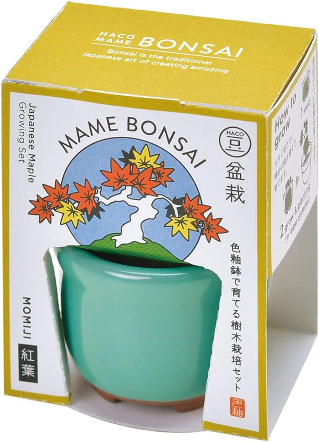 SeiShin GD-96503 HACO MAME Bonsai - Maple (SEI94-GN-96503) - BUYFRIENDLY