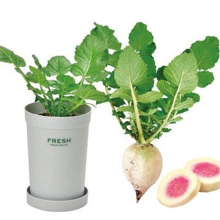 SeiShin GD-994-04 Carrot - Green & Pink (SEI99-PK-99404) - BUYFRIENDLY